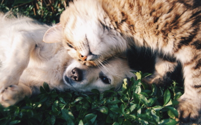 Huisdieren: de perfecte stressverlager 